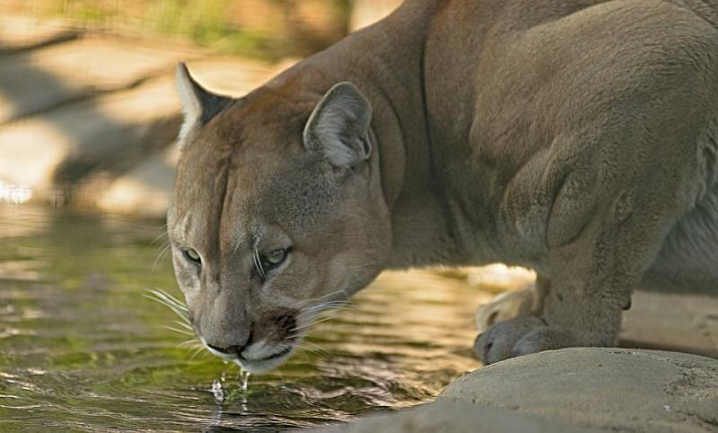 Listen on JPR: Cougars As Ecosystem Engineers